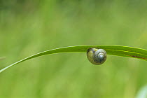 Korean Round Snail {Acusta despecta sieboldiana} hanging upside down from leaf, Nara, Japan, June