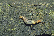 Slug {Limax marginatus} Japan