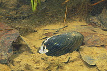 Freshwater mussel {Unio douglasiae} Japan