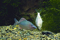 Bitterling {Acheilognathus rhombeus} pair preparing to spawn in freshwater mussel {Unio douglasiae} Japan