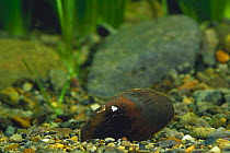 Freshwater mussel {Pseudodon omiensis} Japan