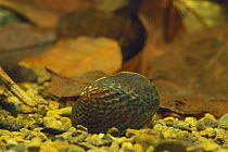 Freshwater mussel {Inversidens japanensis} Shiga, Japan