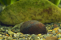 Freshwater mussel {Inversiunio reiniana yanagawaensis} Shiga, Japan