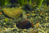 Freshwater mussel {Inversidens brandti} Shiga, Japan