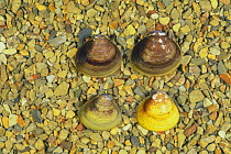 Asiatic Clams {Corbicula fluminea} showing different colour variations, Japan