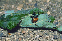 Leaf rolling weevil {Apoderus jekelii} emerging from rolled leaf, Japan