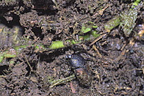Dung beetle {Aphodius rectus} in cow dung, Japan