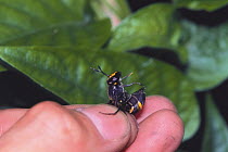 Hover fly {Monoceromyia pleuralis} held by its wings, pretending to sting, Japan