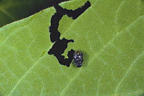 Jewel beetle {Trachys auricollis} feeding on leaf, Japan