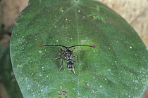Stalk eyed fly {Diopsidae} Sumatra, Indonesia