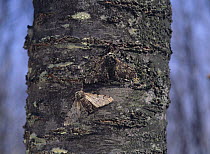 Moth {Biston robustus} black colour phase and white cololur phase resting on tree trunk, Japan