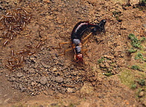 Earwig {Labidura riparia} female protecting larva from ant, Japan