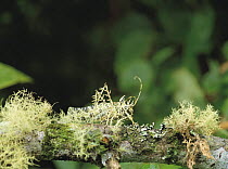 Lichen Katydid {Markia hystrix} camouflaged amongst Beard moss {Usnea sp} Ecuador