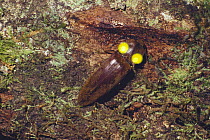 Brilliantly luminous Click beetle {Pyrophorus noctilucus} Brazil