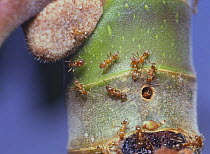 Cecropia worker ants gather around nest in stalk of {Cecropia sp} plant, Guatemala