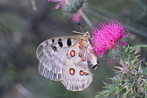 Apollo Butterfly {Parnassius apollo} on thistle flower, France