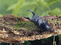 Stag Beetle {Dorcus titanus pilifer} in defensive posture, Japan