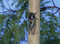 Cicada {Cryptotympana facialis} on tree trunk, Japan