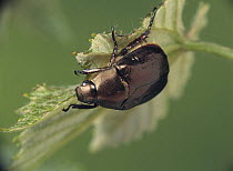 Cupreous chafer {Anomala cuprea} feeding on grape leaves, Japan, july