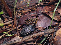 Burying beetle {Silpha perforata} preying on Scorpionfly {Panorpa pryeri} Japan