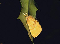Oriental Tussock Moth {Euproctis subflava} Japan