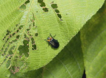 Walnut Leaf Beetle {Gastrolina depressa} on leaf that it has fed on, Japan