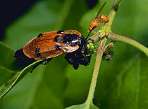 Burying beetle {Dendroxena sexcarinata} feeding on caterpillar, Japan, May