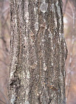 Four Moths {Biston robustus} camouflaged on tree trunk, Japan, april