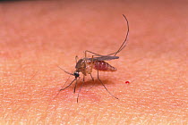 Mosquito {Culex pipiens molestus} sucking human blood, Japan, october