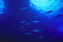 Dogtooth Tuna {Gymnosarda / Orcynopsis unicolor} shoal migrating, Ogasawara Islands, Tokyo, Japan, July 1997