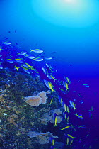 Blue and gold Fusiliers {Caesio teres} gathering around coral, Ogasawara Islands, Tokyo, Japan