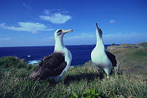 Laysan Albatross (Phoebastria immutabilis) pair in courship display, Ogasawara Islands, Tokyo, Japan November, 1994