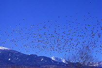 Large flock of Rosy-Finch {Leucosticte arctoa} flying, Yatsugatake, Nagano, Japan, January