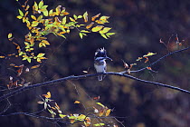 Crested / Greater Pied Kingfisher {Megaceryle lugubris} perched on branch, Japan, November