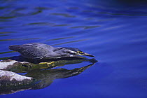 Striated / Green-backed Heron {Butorides striatus} leaning forward to feed on bait, Suizenji Park, Kumamoto, Japan, August