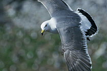 Black-tailed / Japanese Gull  {Larus crassirostris} flying, Kabushima, Aomori, Japan, May