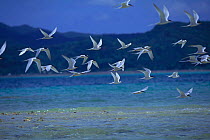 Black-naped Tern {Sterna sumatrana} and Roseate tern {Sterna dougallii} flying in mixed flock, Okinawa, Japan, July