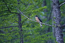 Hodgson's / Horsfield's Hawk-cuckoo {Cuculus fugax} perched in woodland, Mt. Fuji, Japan, May