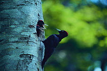 Black Woodpecker {Dryocopus martius} brings food to chicks at nest hole, Shiretoko Peninsula, Hokkaido, Japan, June