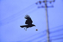 Carrion crow {Corvus corone} flying and dropping Whelk {Neptunea polycostata} on to road to break shell as it hits the ground, Japan, May, sequence 1/3