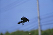 Carrion crow {Corvus corone} flying and dropping Whelk {Neptunea polycostata} on to road to break shell as it hits the ground, Japan, May, sequence 2/3
