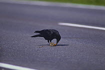 Carrion crow {Corvus corone} feeding on Whelk {Neptunea polycostata} that it has dropped from a height to break the shell on the road, Japan, May, sequence 3/3