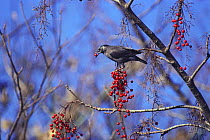 White-cheeked / Gray Starling {Sturnus cineraceus} feeding on Iigiri berries {Idesia polycarpa} Japan, december