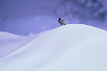 Willow Tit {Poecile montanus} perched on snow, Japan, February