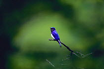 Blue-and-White Flycatcher {Cyanoptila cyanomelana} singing, Japan, June