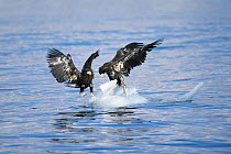 Steller's Sea-eagle {Haliaeetus pelagicus}, immature pair attempting to land on small piece of ice, Shiretoko Peninsula, Hokkaido, Japan