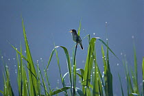 Shrenk's / Black-browed Reed-warbler {Acrocephalus bistrigiceps} singing, Oshino-mura, Yamanashi, Japan