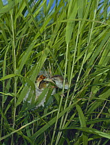 Fan tailed warbler {Cisticola juncidis} feeding chicks at nest in reeds, Japan, June