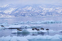 Spotted Seals {Phoca largha} hauled out on ice floe, Off Shiretoko Peninsula, Hokkaido, Japan, February