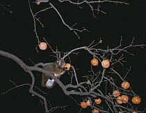 Japanese Giant Flying Squirrel {Petaurista leucogenys} feeding on Japanese persimmon fruit at night, Okutama, Tokyo, Japan, December